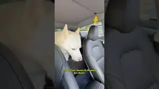 Когда Папа Вышел из Машины! 