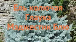 Ель колючая Мэджестик Блю (majestic blue) 🌿 обзор: как сажать, саженцы ели Мэджестик Блю