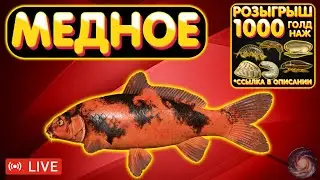 Розыгрыш 1000 голд наживки 🔥 ПРЕМЫ и ЗОЛОТО 🔥 Рулетка 🔥 Медное 🔥 Русская Рыбалка 4 рр4 стрим 