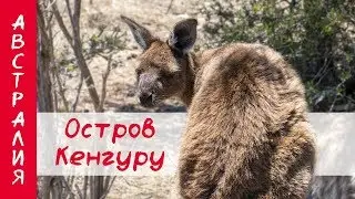ОСТРОВ КЕНГУРУ | ЮЖНАЯ АВСТРАЛИЯ