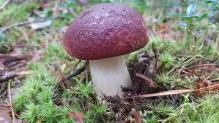 IT WAS TOO LATE WHEN THE MUSHROOM PICKER REALIZED THAT HE HAD MIXED UP THE FOREST! Mushroom picking