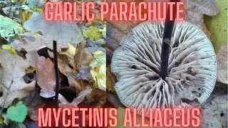 Garlic Parachute (Mycetinis alliaceus)
