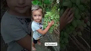 Виноград саджанці https://koveles.prom.ua