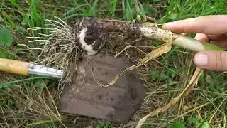 We define the terms of digging garlic CORRECTLY! THREE CRITERIA for determining readiness.