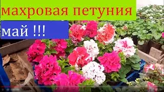 ПЕТУНИЯ МАХРОВАЯ ИЗ СЕМЯН КРАСИВЫЙ СОРТ ПЕТУНИИ👍