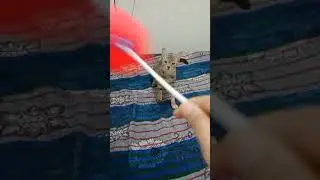 Cat Reaction to Playing Balloon - Funny Cat Toy Reaction ... #SHORTS 2022