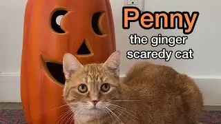 Introducing the world’s BIGGEST scaredy cat
