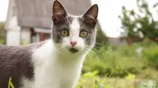 Котик играется, а потом отдыхает. Видео для расслабления.🌿АСМР-котики ASMR