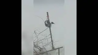 The Adventures of the Tit Feeder. /  Приключения кормушки для синиц
