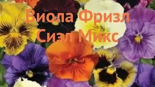 Виола крупноцветковая Микс 🌿 крупноцветковая виола Микс обзор: как сажать, семена виолы Микс