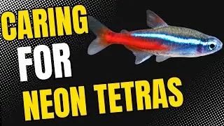 How to Care for Neon Tetras and How to Breed Them At Home