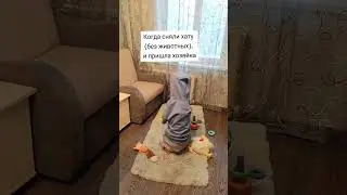 Собака в квартире