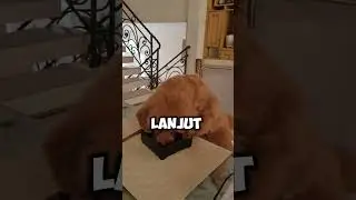 Rahasia Makan Anjing!