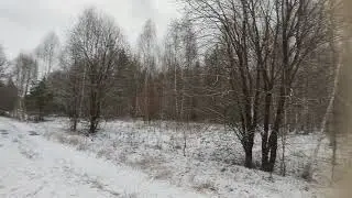 лес