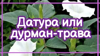 Датура или дурман-трава🌸