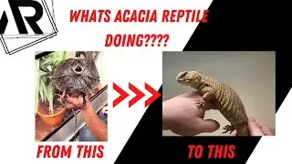 New Direction for Acacia Reptiles !