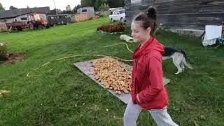 Выкопали картошку. Фитофтора