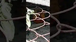 Is  this chicken angry or....?🐤     #chicken #pets #funny #funnychicken #video #videoshort #shorts