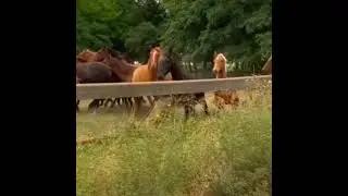Жеребец увидел табун лошадей