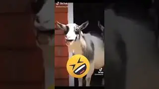 хозяйство#жизньвдеревне #какзаработать #овцы#