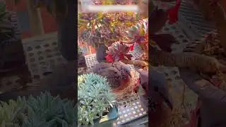Птица поселилась за окном парня и чуть не выпала из гнезда, но парень спас ее