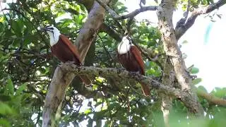 Трехусый звонарь | Procnias tricarunculatus | Three - wattled bellbird