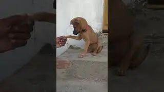 Training with Maruthu - Kombai Puppy