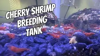 Cherry Shrimp Breeding Tank | Freshwater Neocaridina Shrimp Tank - Aquarium Fish Tank Hobby