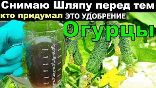 Я в Шоке! Копеечное аптечное средство, которое поможет повысить урожайность огурцов в несколько раз