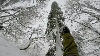 4 февраля ЛЕСНОЙ ФРИРАЙД Красная Поляна ӏ Лаура Газпром ӏ Сочи 2024 gopro 4K