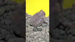 Дождевая лягушка: как она предсказывает дождь! 🌧️🐸 