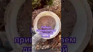 Обработка и укрытие клематисов 🌸