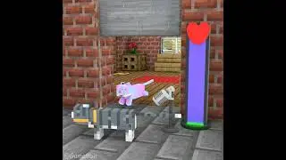 Which Couples Do You Like Most? The Chicken Or The Cat Or The Dog?