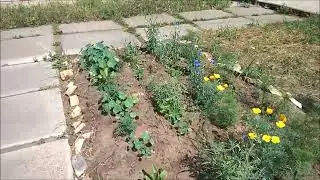 2024-07-09 Клумба, +27*С, Братск,Сибирь, Россия