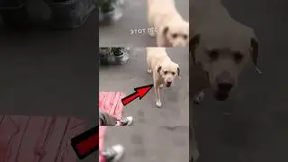Пёс Каждый День Просит Цветы 🥺❤️‍🩹 