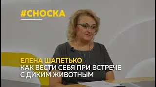 Елена Шапетько о том, как вести себя при встрече с диким животным | Сноска