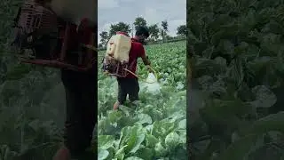 Ekach no chalto pump 🤩 / cauliflower 🥬 / fukobi