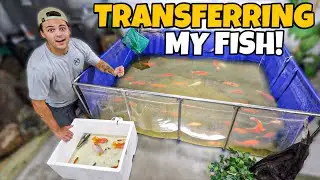 MOVING ALL My EXOTIC FISH to NEW AQUARIUM!!
