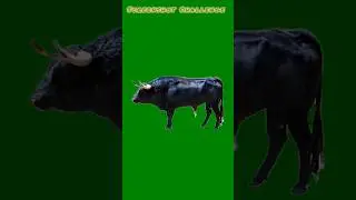 Bull Challenge #chromakey #fun #screenshotchallenge #game