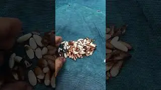 Tempo di pinoli, buonissimi e sempre più rari