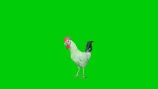 chicken green screen video