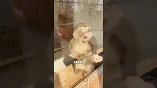 Обезьяны любят фокусы 