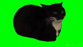 Maxwell The Spinning Cat Meme Template (Green Screen)