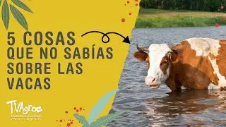 5 cosas que tal vez no sabías sobre las vacas - TvAgro por Juan Gonzalo Angel Restrepo