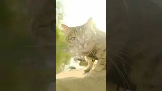 Прогулка с котиком #кусьшоу #котики #животные #питомцы #наприроде