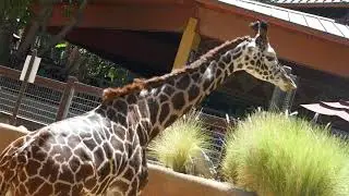 Maasai Giraffes Masai Giraffes Baby Giraffe LA Zoo Los Angeles California USA August 16, 2024 Summer