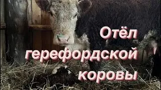 Легкий отел у сложной коровы! #герефорд #отел #корова #cow #теленок #проблема#помощь #ферма #фермер
