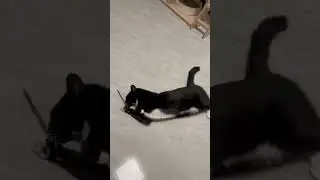Zubarefff и палочка для кота 😂😂 #смех #зубарев #тикток #видео #шортс