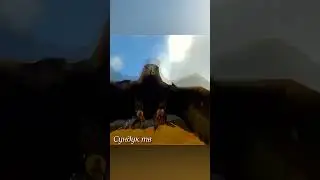 Беркут несёт добычу и бросает в пропасть.