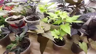 Ипомеи батат много не бывает!